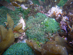 Valoniopsis