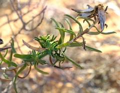 Pteronia onobromoides