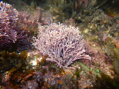 Amphiroa