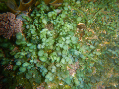 Caulerpa chemnitzia