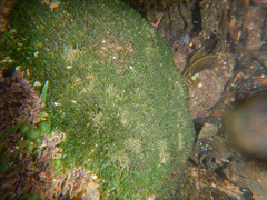 Valoniopsis