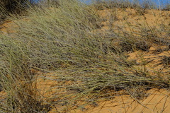 Cladoraphis cyperoides