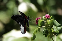 Papilio rumanzovia