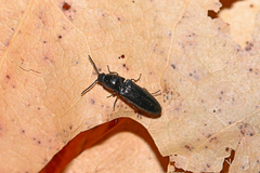 Limonius minutus