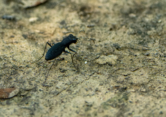 Dromochorus pilatei