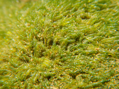 Valoniopsis