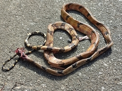 Boiga cynodon