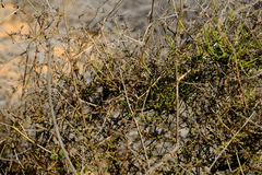 Wahlenbergia asparagoides