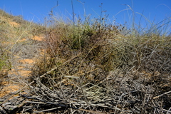Wahlenbergia asparagoides