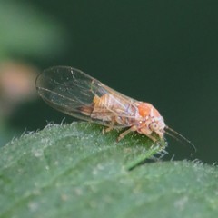 Cacopsylla