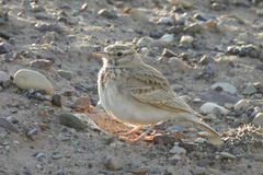 Galerida cristata