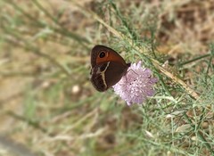 Pyronia bathseba