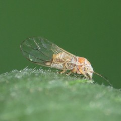 Cacopsylla