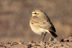 Oenanthe isabellina