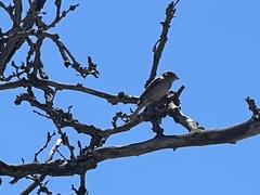 Passer domesticus domesticus