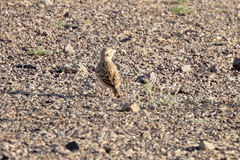 Alaudala heinei