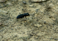 Dromochorus pilatei
