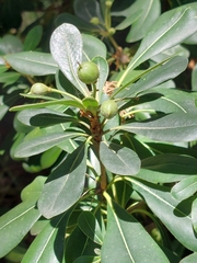 Pittosporum tobira