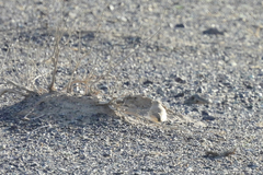 Ammomanes cinctura