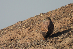 Falco tinnunculus