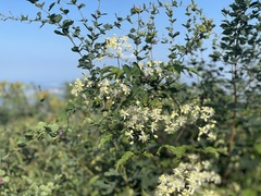 Clematis brevicaudata