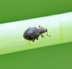 Brachysomus echinatus