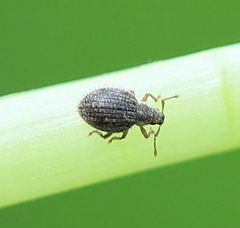 Brachysomus echinatus