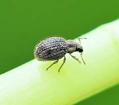 Brachysomus echinatus