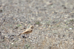 Ammomanes cinctura