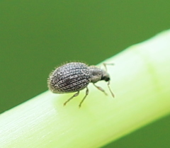 Brachysomus echinatus