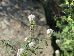 Lysimachia pentapetala