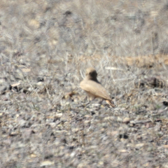 Ammomanes cinctura