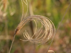 Miscanthus nepalensis