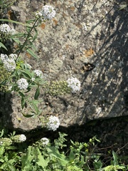 Lysimachia pentapetala