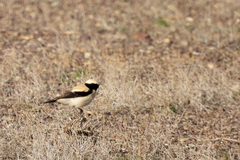 Oenanthe deserti