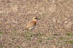 Charadrius leschenaultii