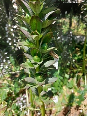 Acanthus mollis