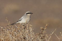 Lanius excubitor pallidirostris