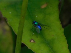 Condylostylus mundus