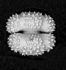 Cosmarium ornatum
