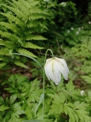 Fritillaria