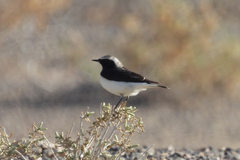 Oenanthe pleschanka