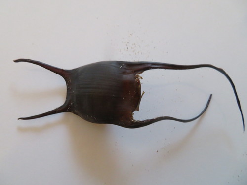 Photo of Cuckoo ray (Leucoraja naevus)