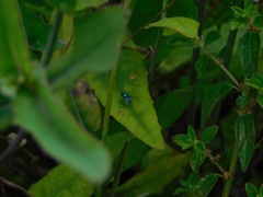 Condylostylus mundus