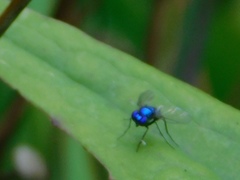 Condylostylus mundus