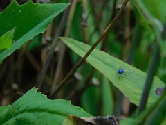 Condylostylus mundus