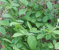 Magnoliopsida
