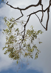 Eucalyptus whitei