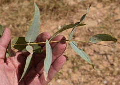 Eucalyptus whitei