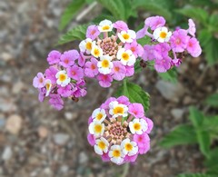 Lantana camara